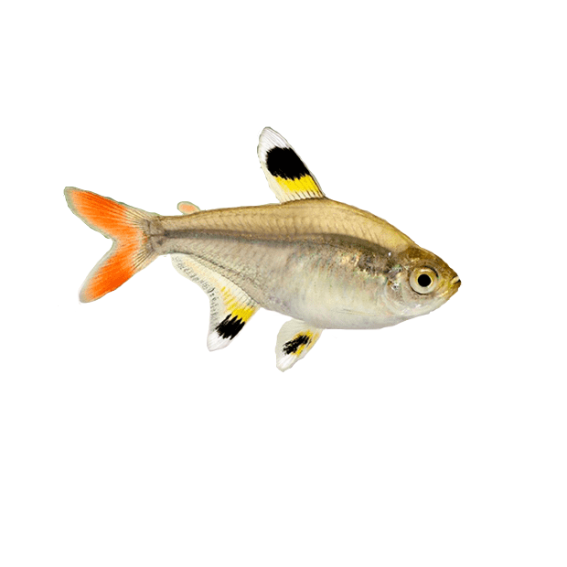 Imagem do peixe Tetra Pristella